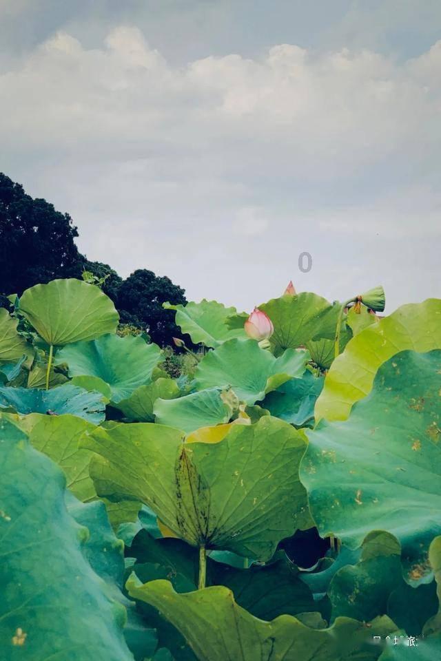 荒野行动